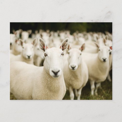 Farms  Herd of Sheep Postcard