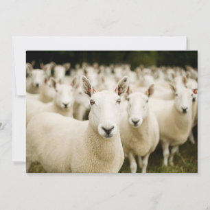 Farms Herd of Sheep Thank You Card
