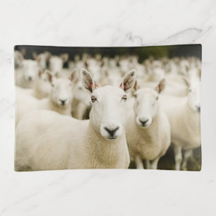 Farms Herd of Sheep Trinket Tray