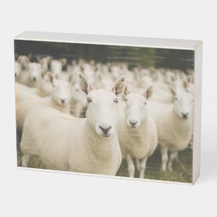 Farms Herd of Sheep Wooden Box Sign