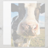 Farms | Holstein Cow Chewing (Front/Back)