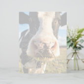 Farms | Holstein Cow Chewing (Standing Front)