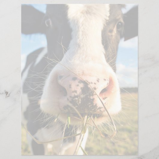 Farms | Holstein Cow Chewing (Front)