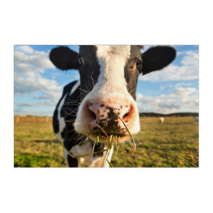 Farms   Holstein Cow Chewing Acrylic Print