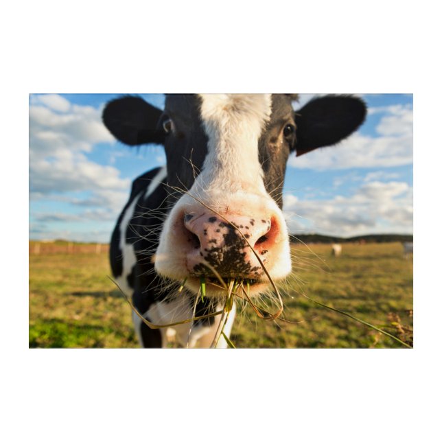 Farms | Holstein Cow Chewing Acrylic Print (Front)