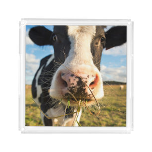 Farms Holstein Cow Chewing Acrylic Tray