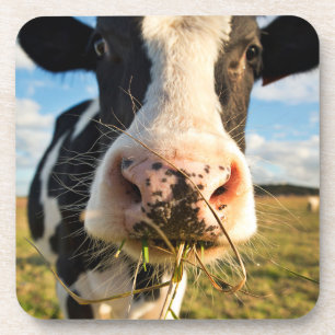 Farms Holstein Cow Chewing Beverage Coaster