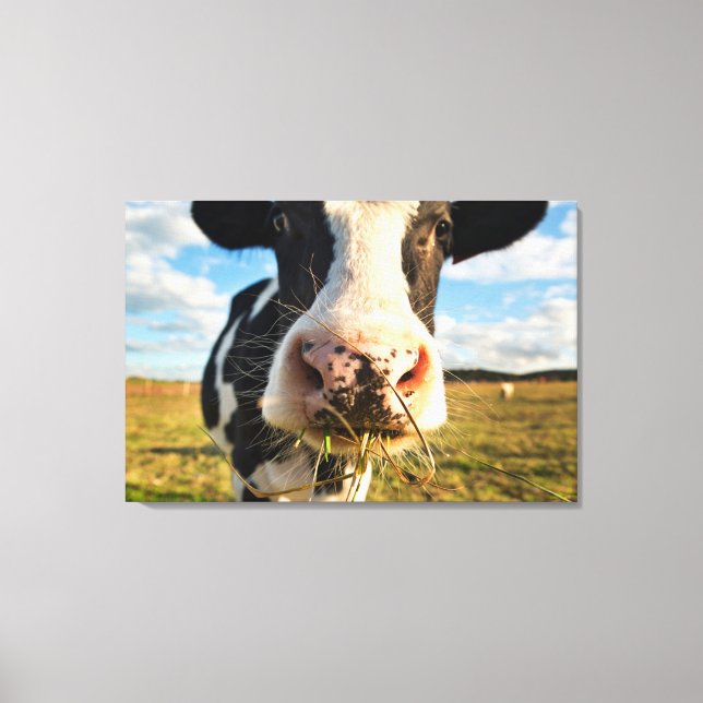 Farms | Holstein Cow Chewing Canvas Print (Front)