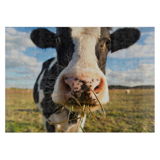 Farms | Holstein Cow Chewing Cutting Board (Front)