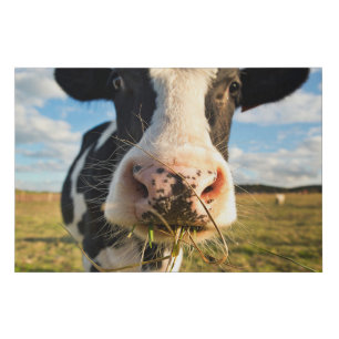 Farms Holstein Cow Chewing Faux Canvas Print