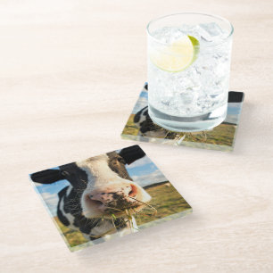 Farms   Holstein Cow Chewing Glass Coaster