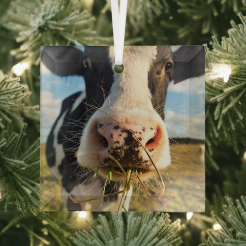 Farms  Holstein Cow Chewing Glass Ornament