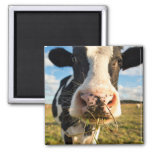Farms | Holstein Cow Chewing Magnet at Zazzle