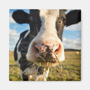 Farms Holstein Cow Chewing Magnet