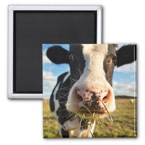 Farms  Holstein Cow Chewing Magnet