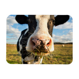 Farms   Holstein Cow Chewing Magnet