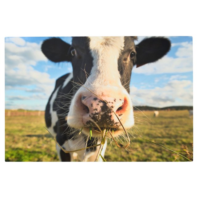 Farms | Holstein Cow Chewing Metal Print (Front)