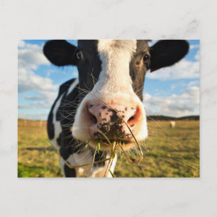 Farms   Holstein Cow Chewing Postcard