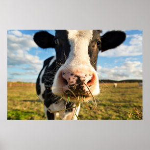 Farms   Holstein Cow Chewing Poster