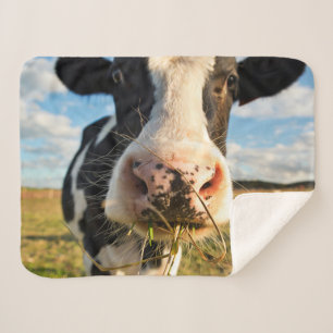 Farms Holstein Cow Chewing Sherpa Blanket