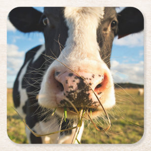 Farms   Holstein Cow Chewing Square Paper Coaster