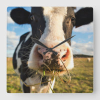 Farms | Holstein Cow Chewing