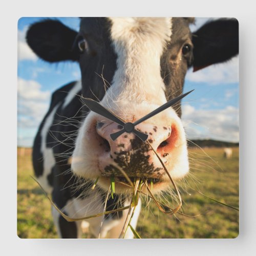Farms  Holstein Cow Chewing Square Wall Clock