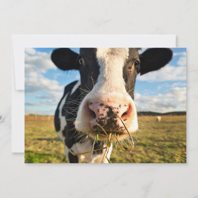 Farms | Holstein Cow Chewing Thank You Card (Front)