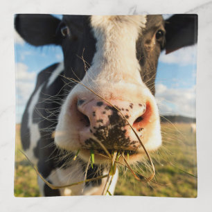 Farms Holstein Cow Chewing Trinket Tray