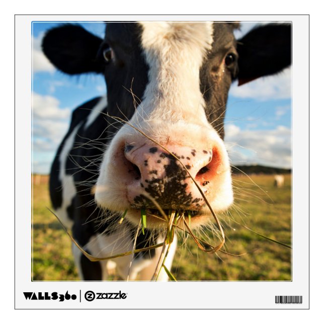 Farms | Holstein Cow Chewing Wall Decal (Front)