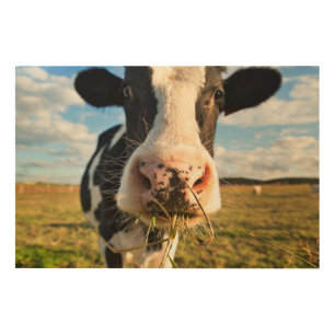 Farms   Holstein Cow Chewing Wood Wall Art