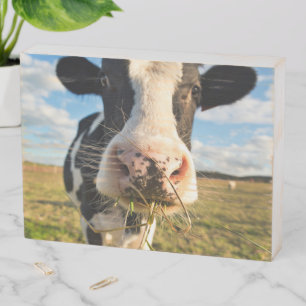 Farms   Holstein Cow Chewing Wooden Box Sign