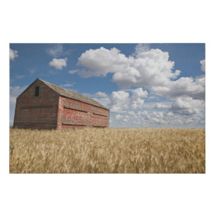 Farms Old Red Barn in Wheat Field Faux Canvas Print