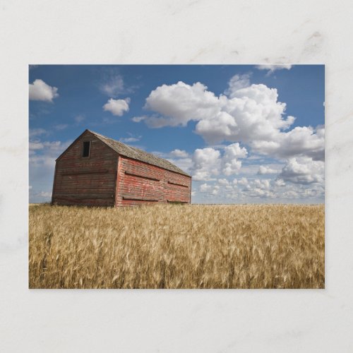 Farms  Old Red Barn in Wheat Field Postcard