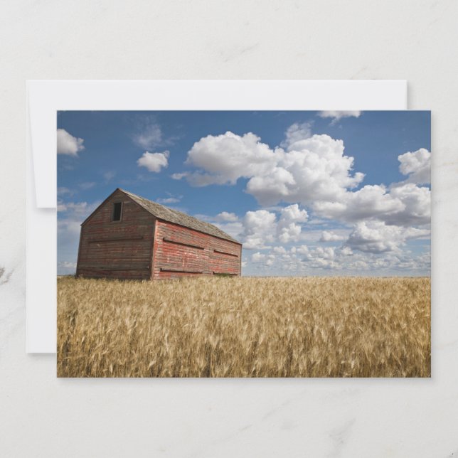 Farms | Old Red Barn in Wheat Field Thank You Card (Front)