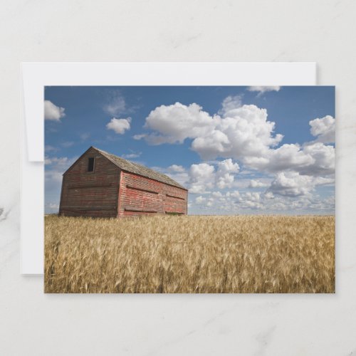 Farms  Old Red Barn in Wheat Field Thank You Card