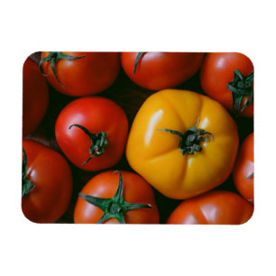 Farms Shiny Red & Yellow Tomatoes Magnet