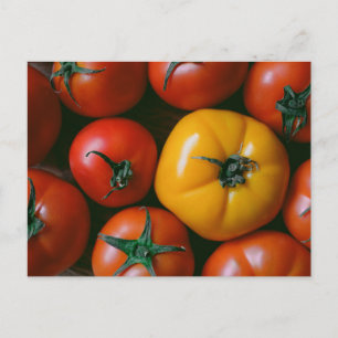 Farms Shiny Red & Yellow Tomatoes Postcard