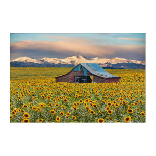 Farms Sunflower Field Acrylic Print