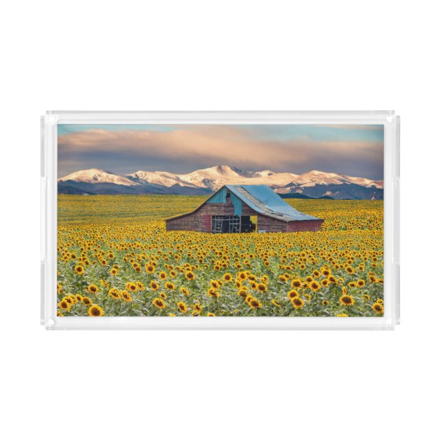Farms | Sunflower Field Acrylic Tray (Front)