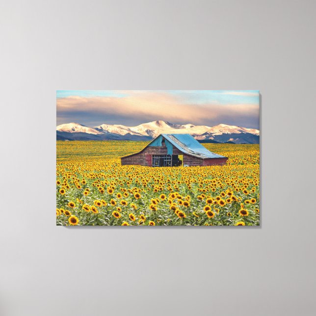 Farms | Sunflower Field Canvas Print (Front)