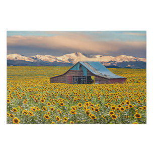 Farms Sunflower Field Faux Canvas Print
