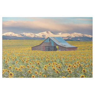 Farms Sunflower Field Gallery Wrap