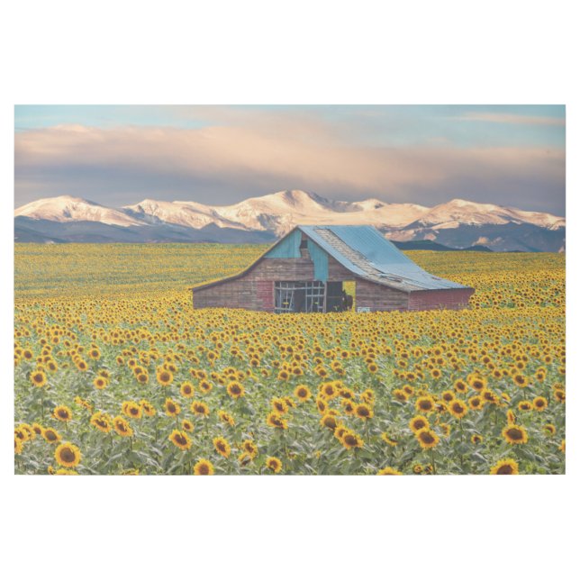 Farms | Sunflower Field Gallery Wrap (Front)