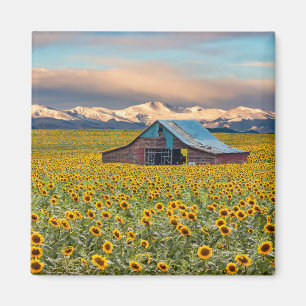 Farms Sunflower Field Magnet