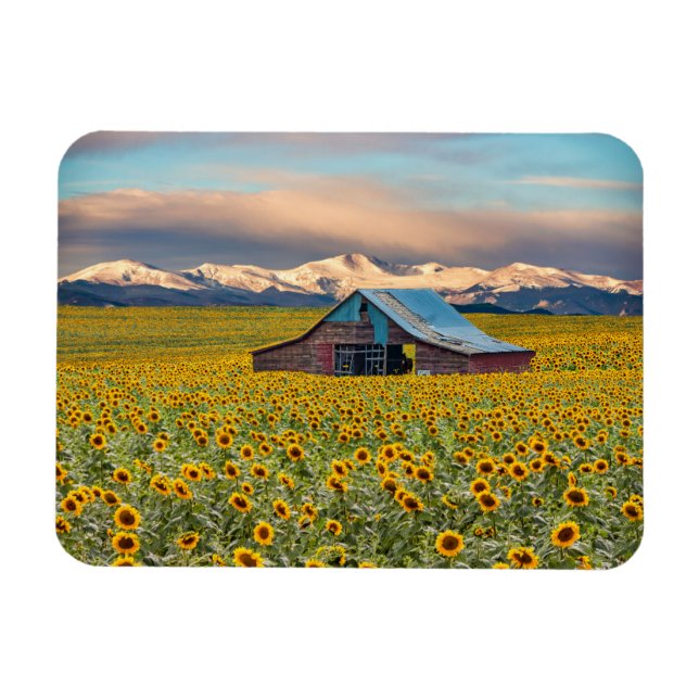 Farms | Sunflower Field Magnet (Horizontal)