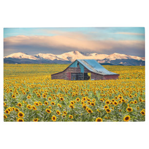 Farms Sunflower Field Metal Print