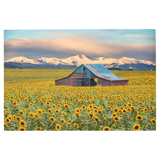 Farms | Sunflower Field Metal Print (Front)