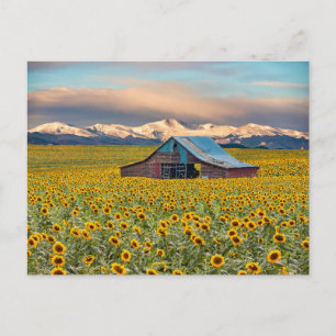 Farms   Sunflower Field Postcard