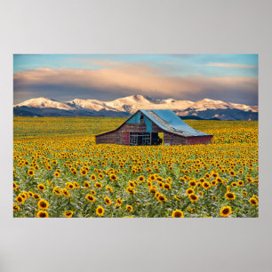 Farms Sunflower Field Poster